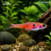 Dwarf Rasbora - Rasbora maculata