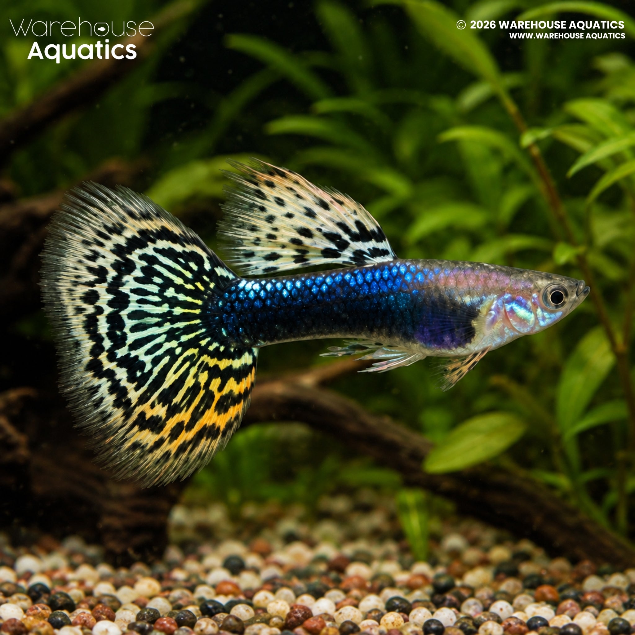 Elephant Ear Magenta Grass Tail Guppy - Poecillia Reticulata