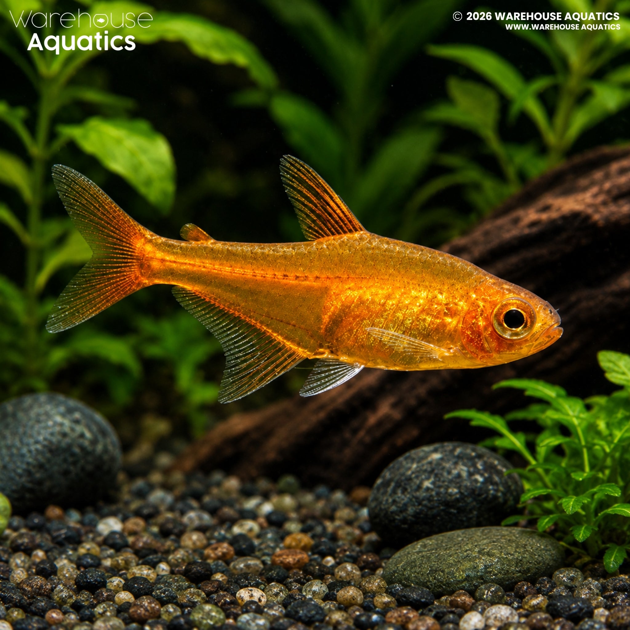 Ember Tetra - Hyphessobrycon amandae