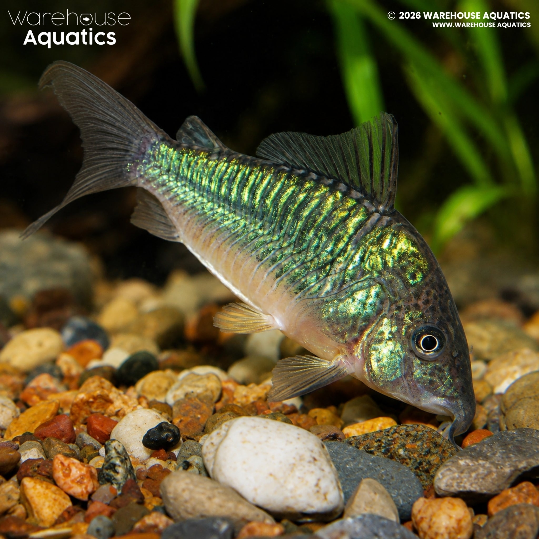 Emerald Brochis - Brochis splendens