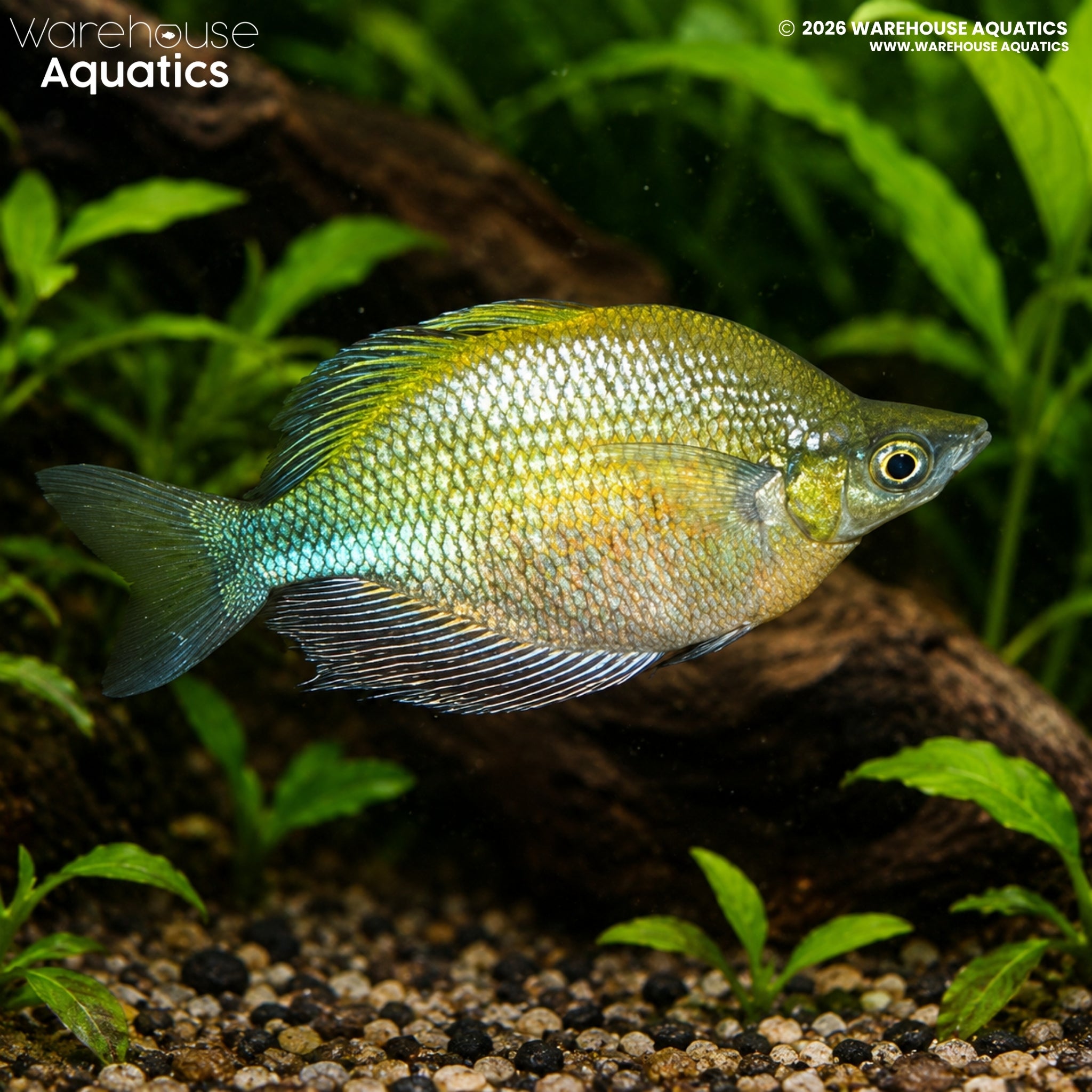 Emerald Green Rainbowfish - Glossolepis wanamensis