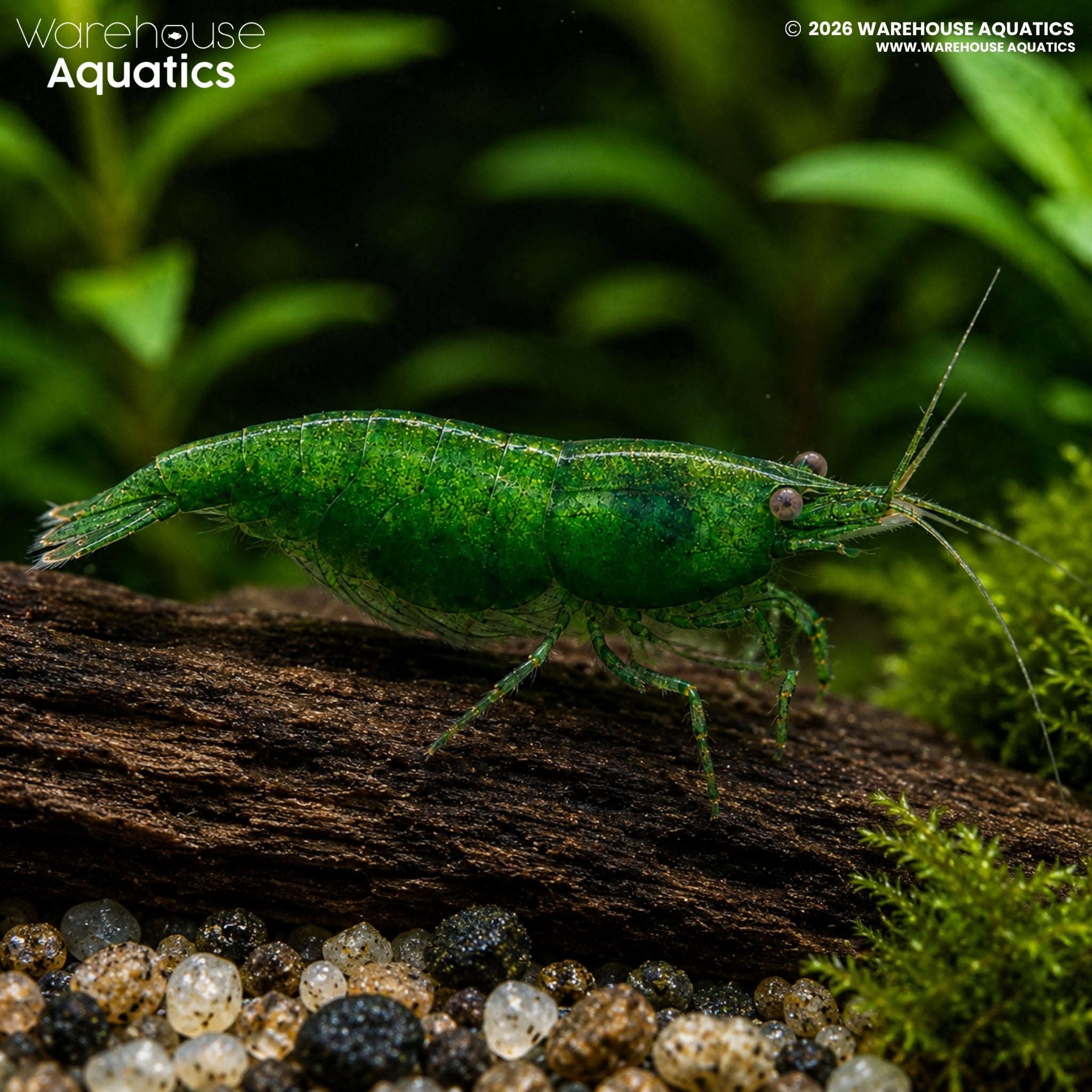 Emerald Green Shrimp - Neocaridina spp