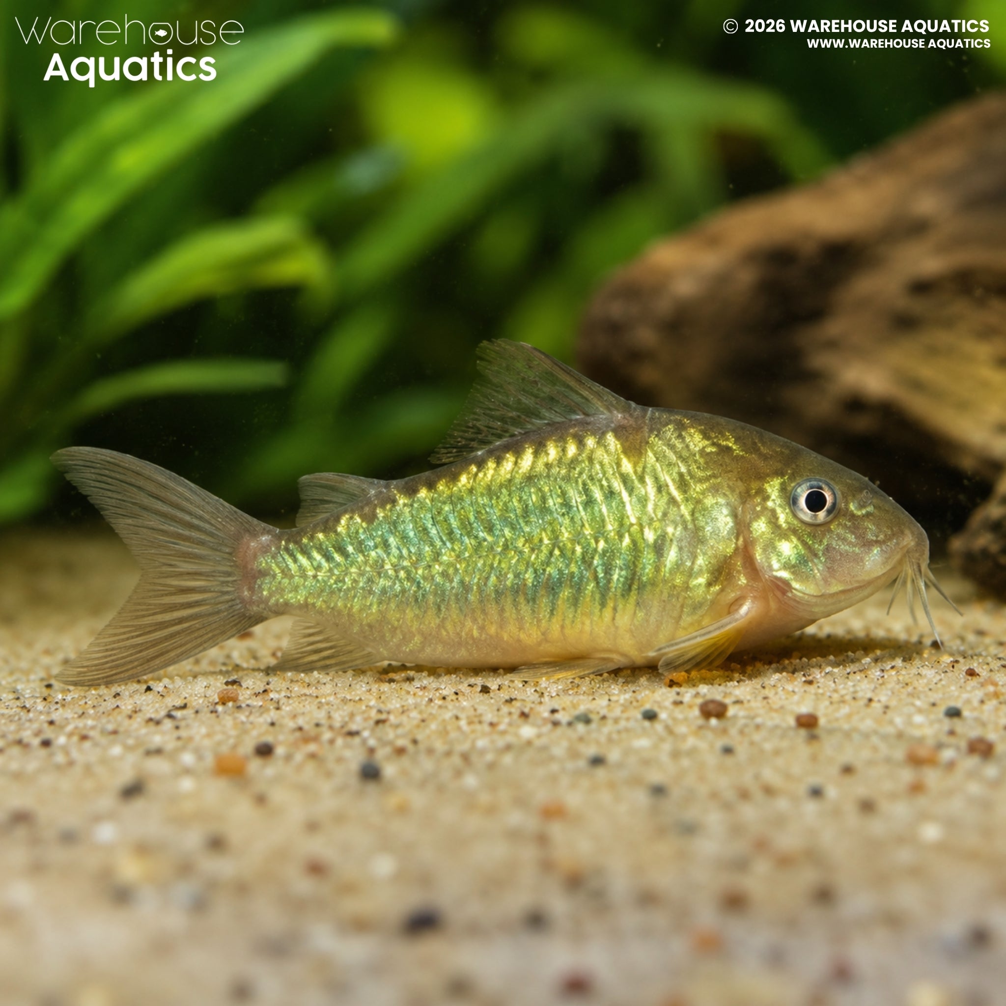 Emerald Brochis - Brochis splendens