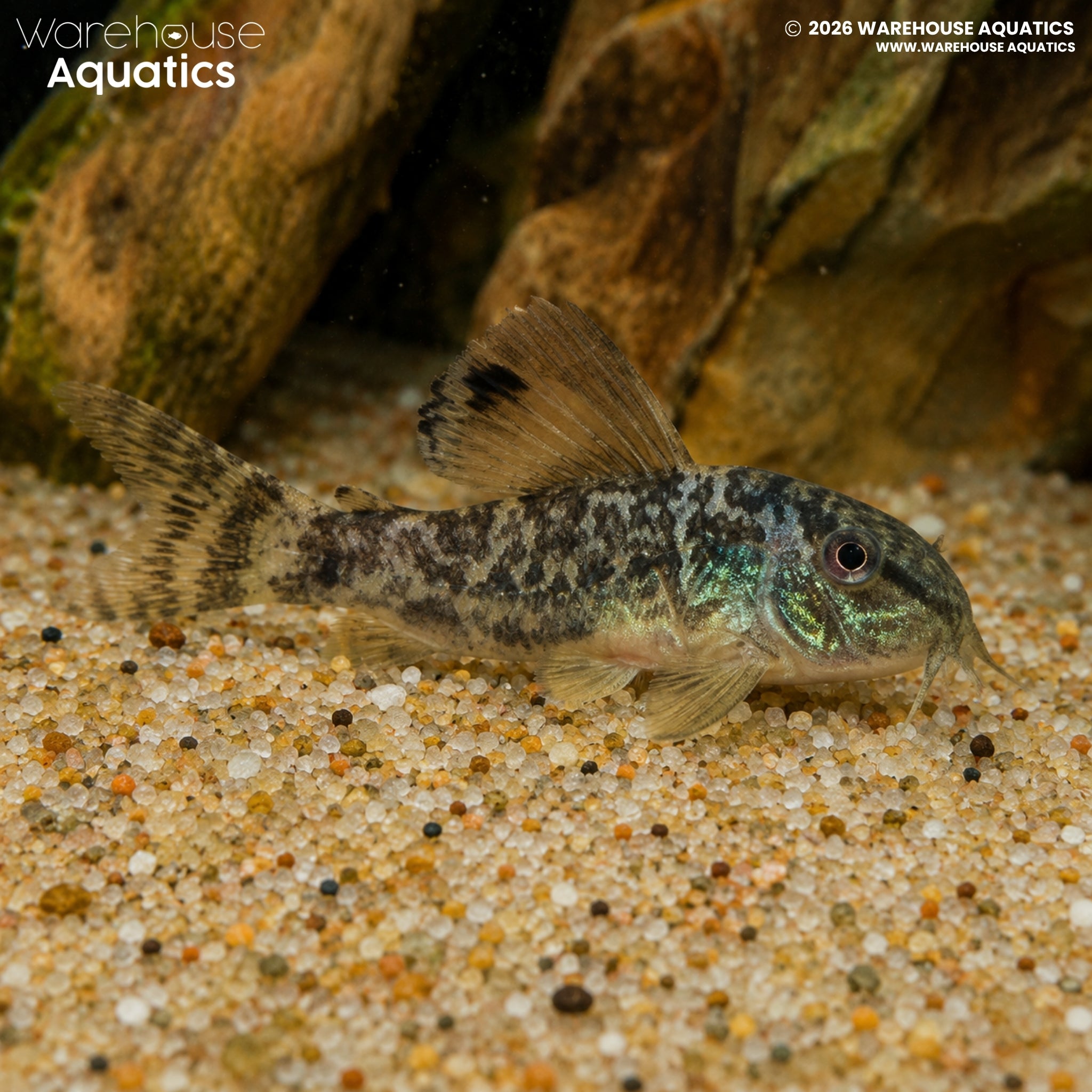 Emerald Brochis - Brochis splendens