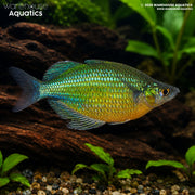 Emerald Green Rainbowfish - Glossolepis wanamensis