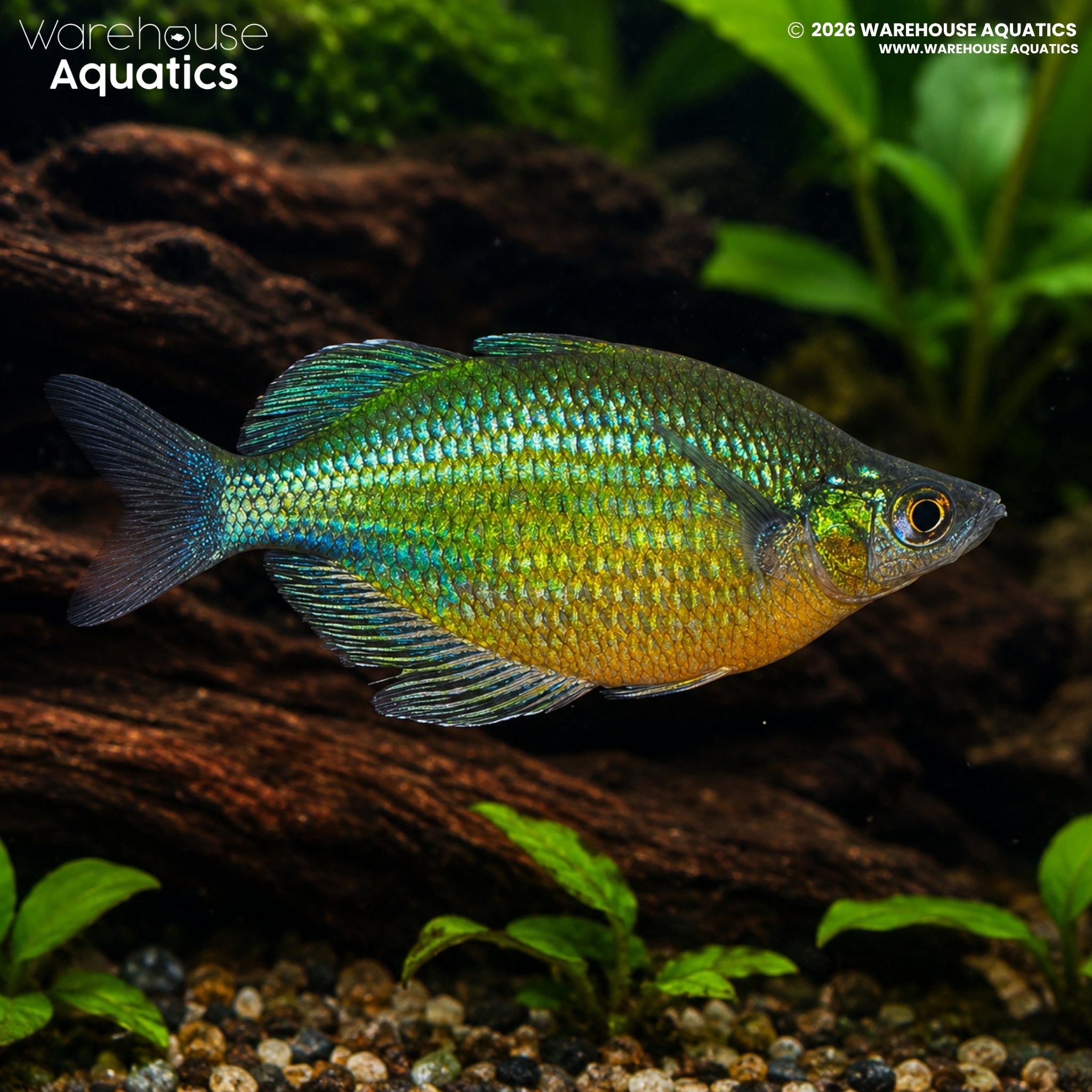 Emerald Green Rainbowfish - Glossolepis wanamensis