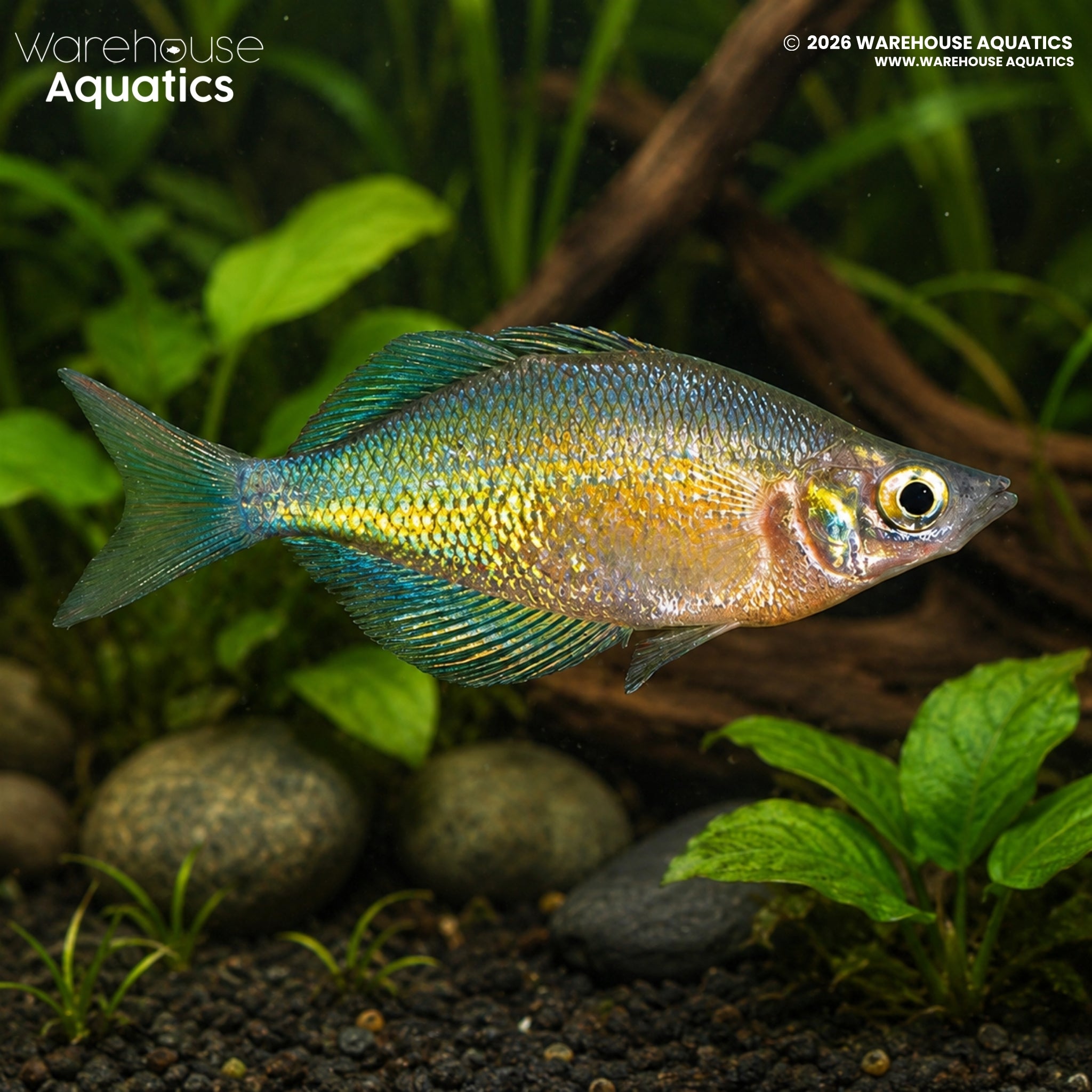 Emerald Green Rainbowfish - Glossolepis wanamensis