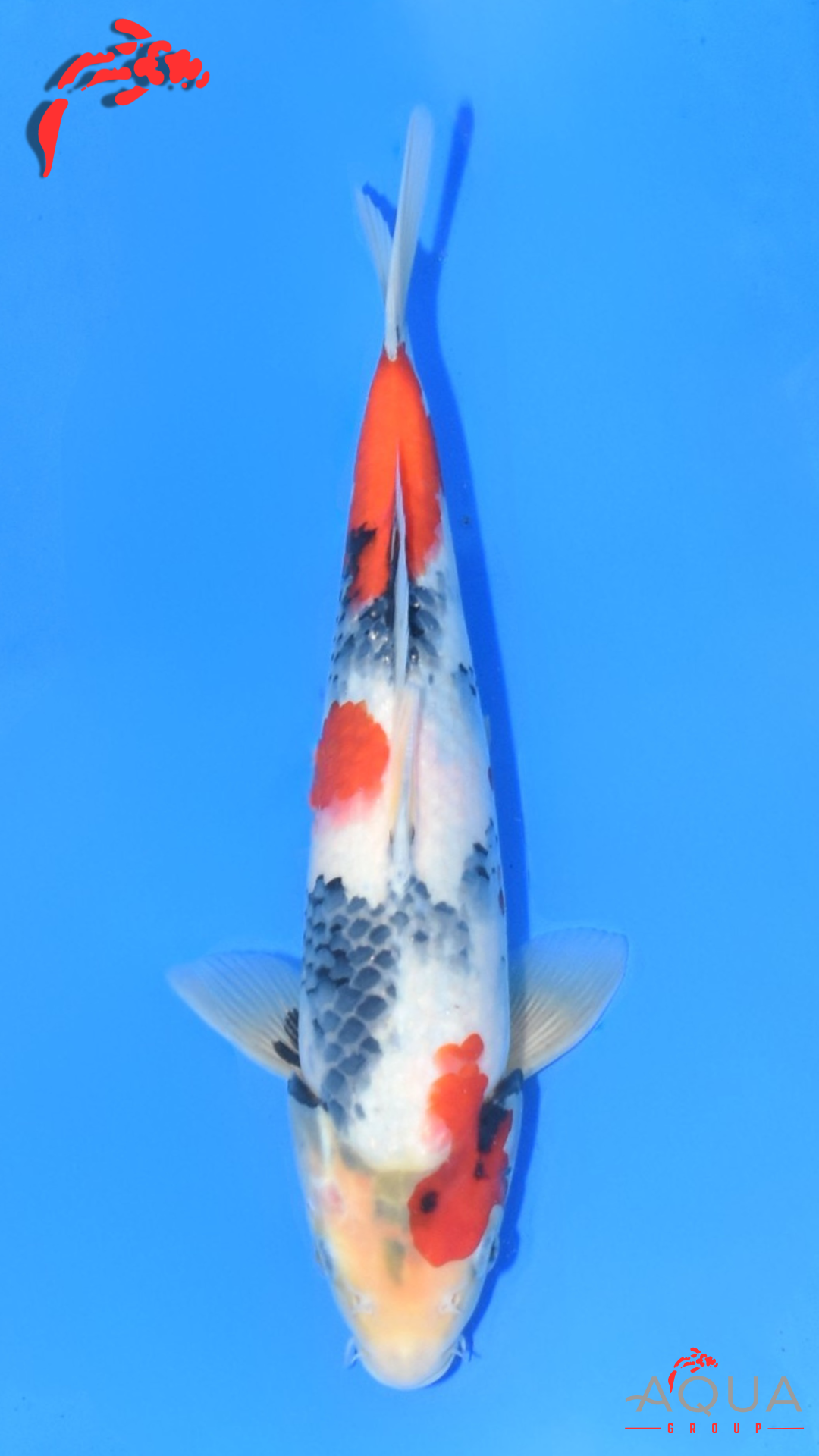 Showa - Ueno - Tosai #20