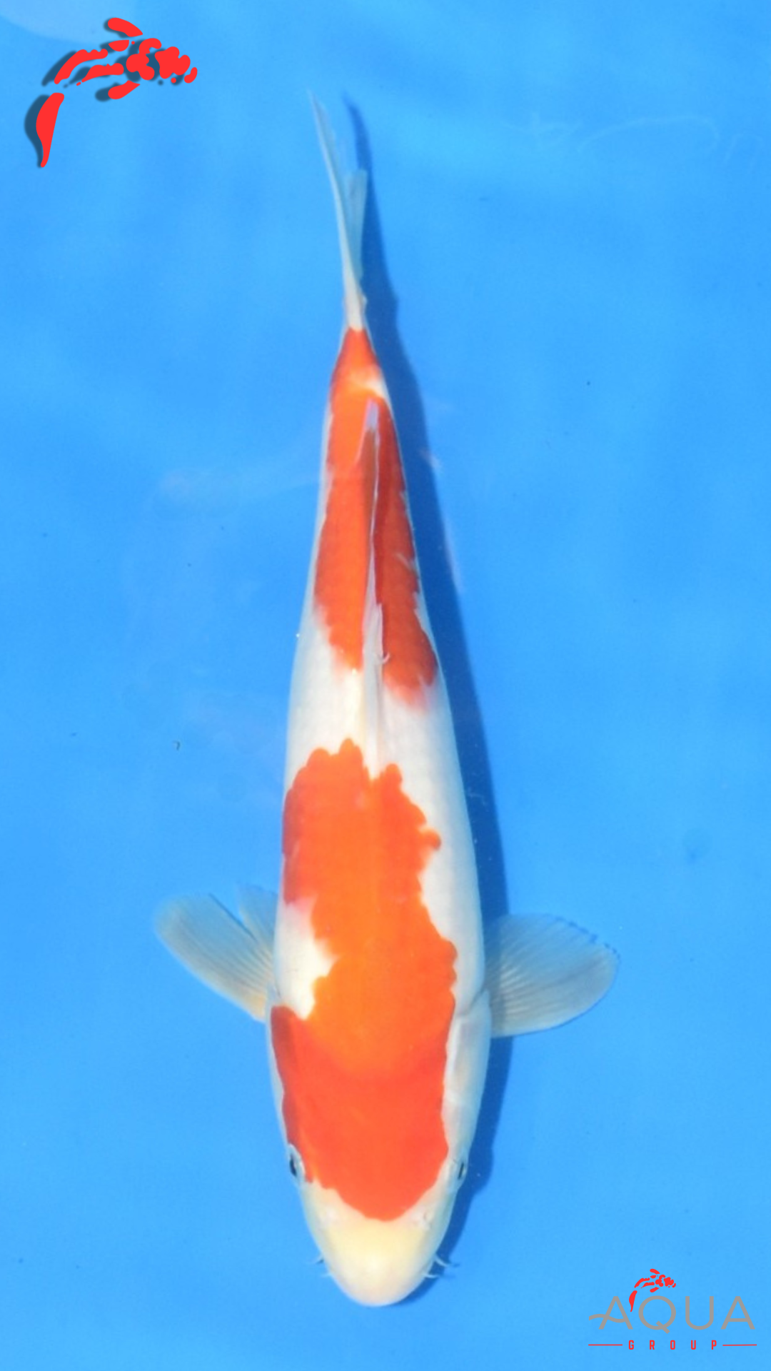 Kohaku - Maruchiku - Tosai - #27