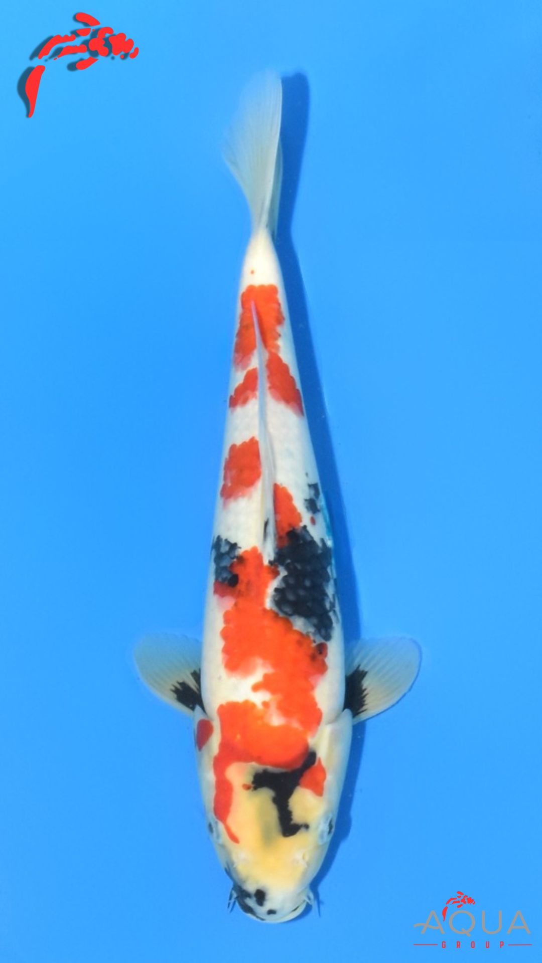 Showa - Ueno - Tosai #21