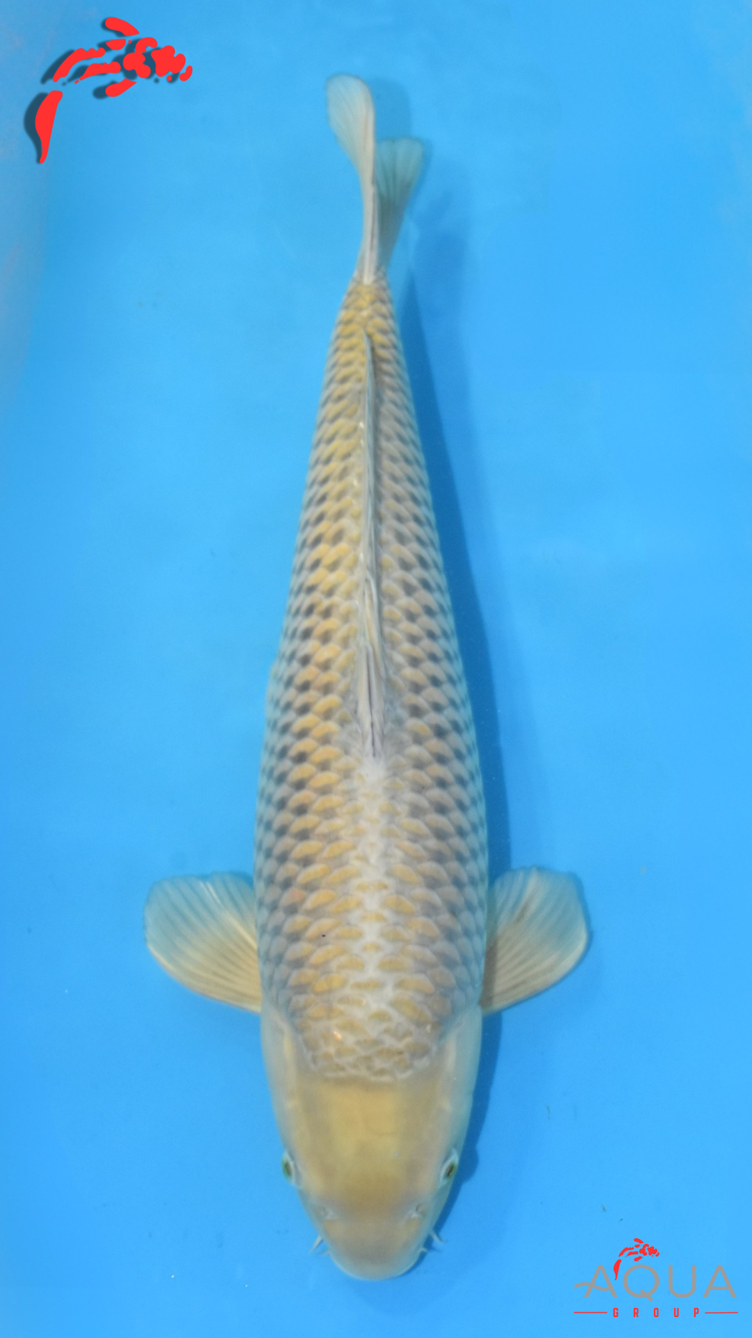 Soragoi - Ogata - Nisai - #01