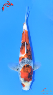 Showa - Ueno - Tosai #30