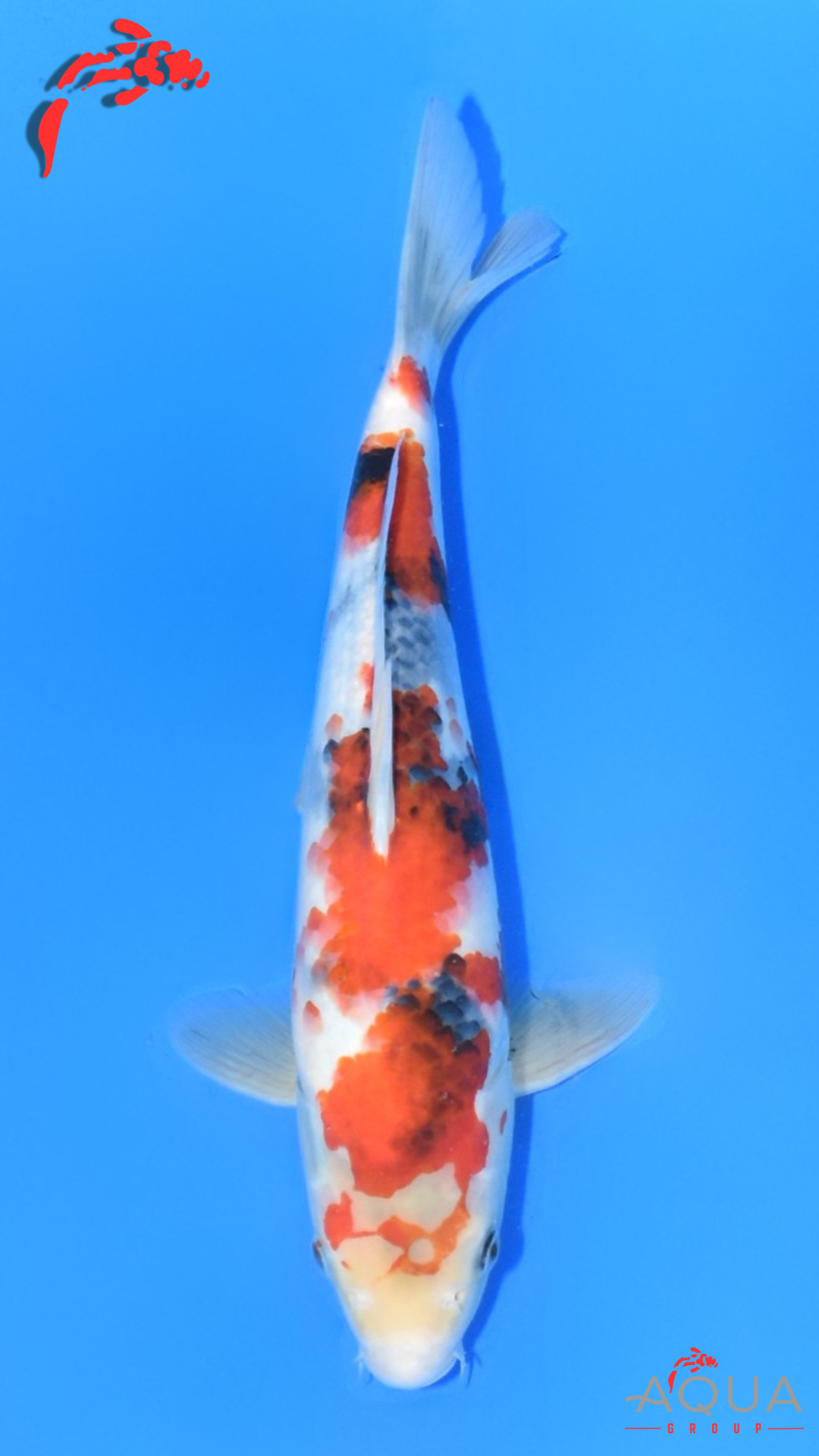 Showa - Ueno - Tosai #24