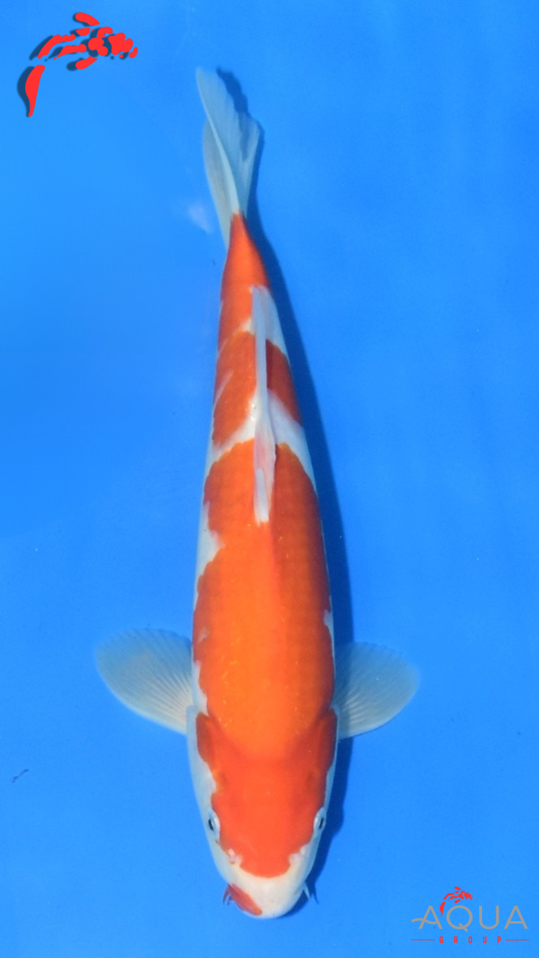 Kohaku - Maruchiku - Tosai - #31