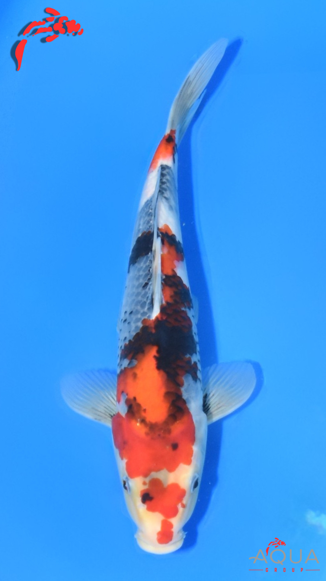 Showa - Ueno - Tosai #04