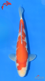 Kohaku - Maruchiku - Tosai - #32