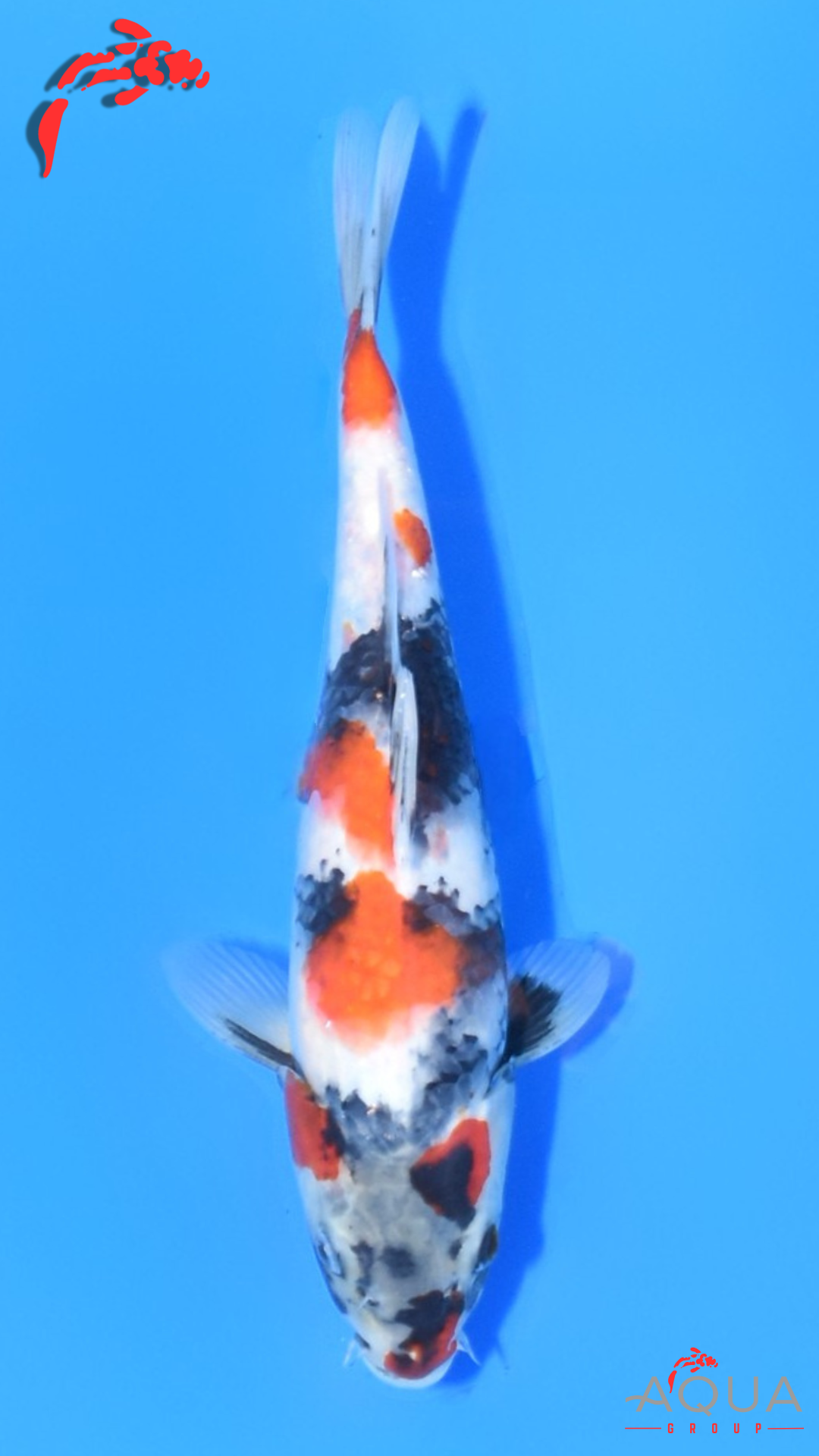 Showa - Ueno - Tosai #28