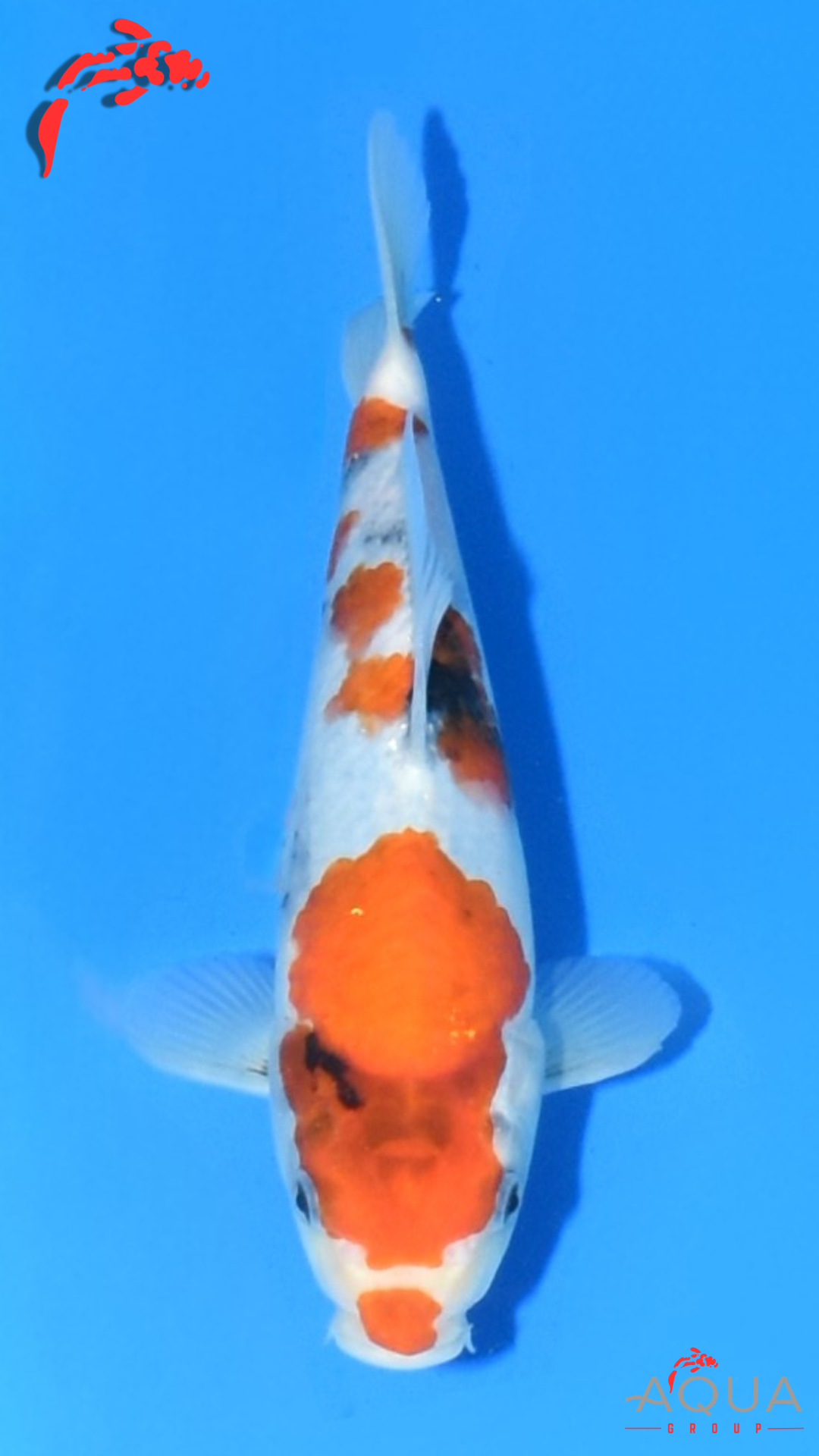 Showa - Marujyu - Tosai - #30