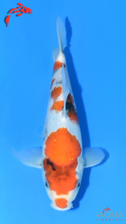 Showa - Marujyu - Tosai - #30