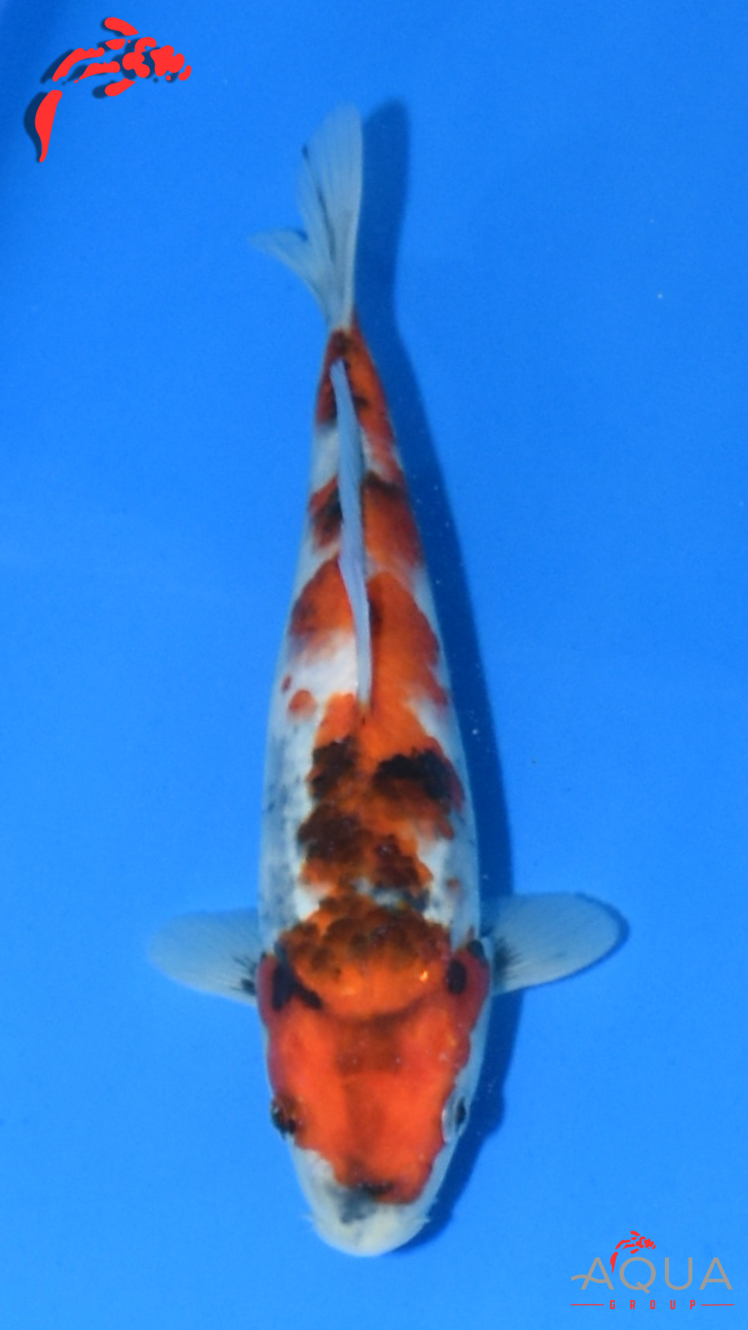 Showa - Suetsugu - Tosai - #01