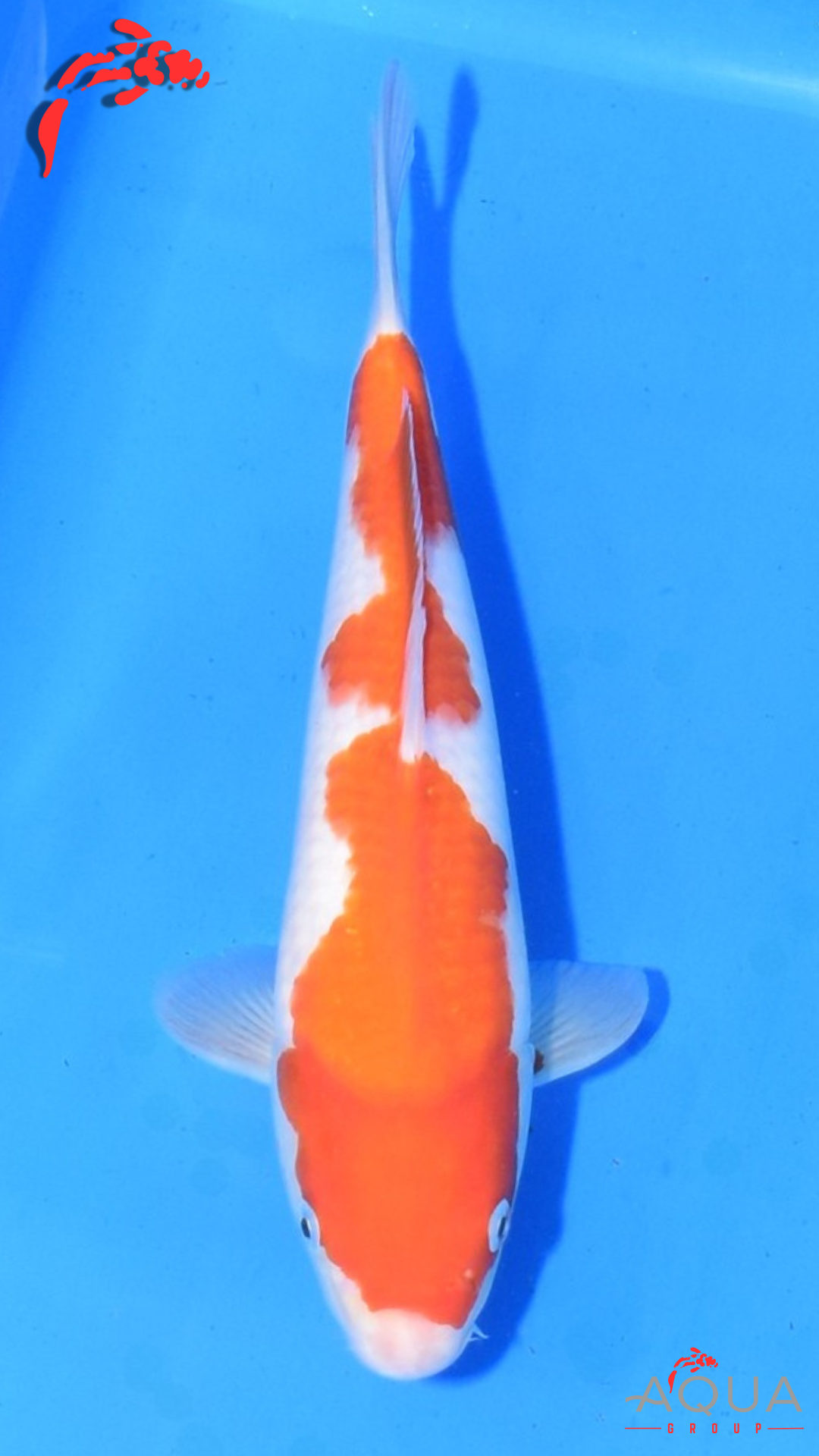 Kohaku - Maruchiku - Tosai - #17