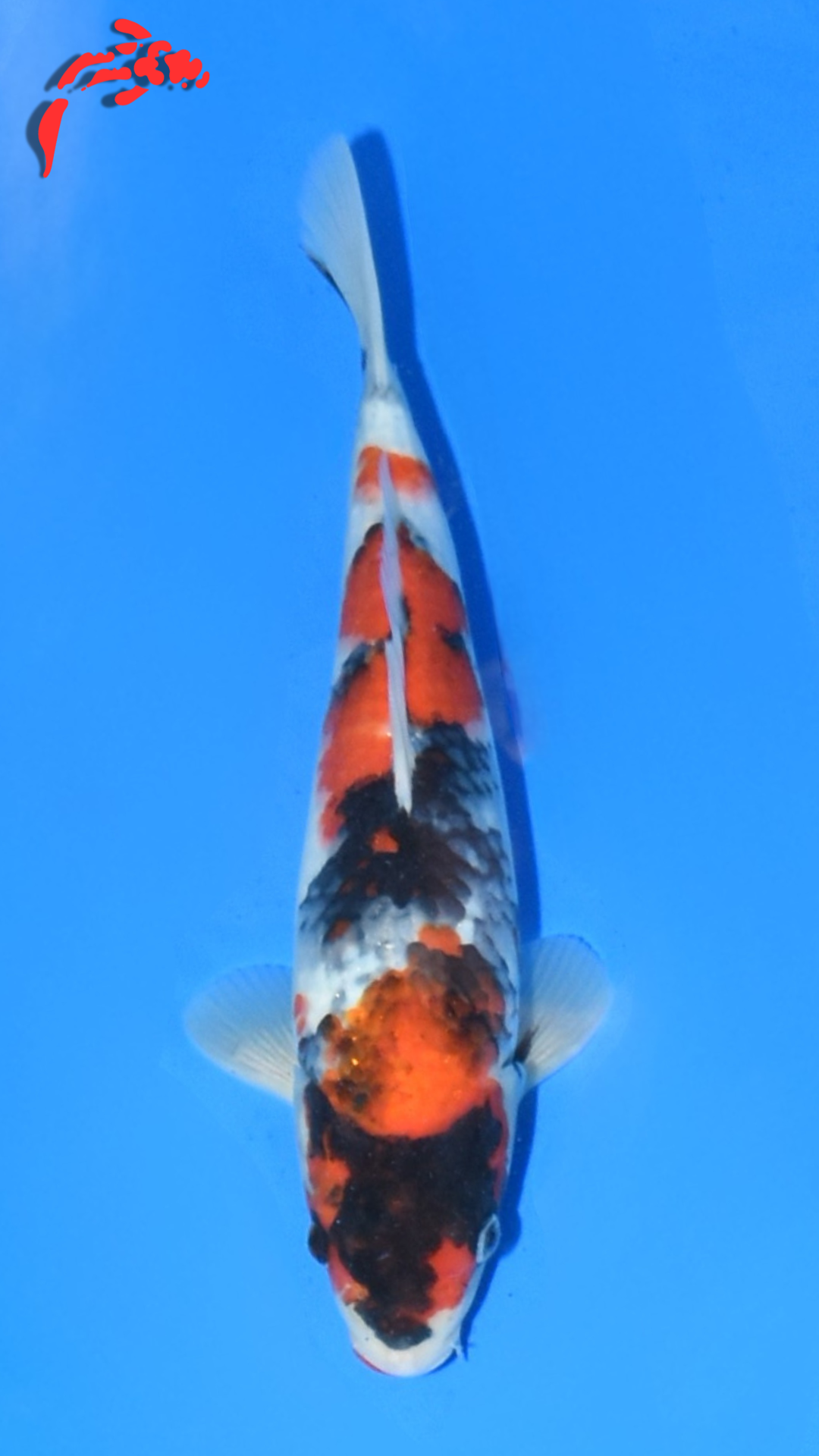 Showa - Suetsugu - Tosai - #02