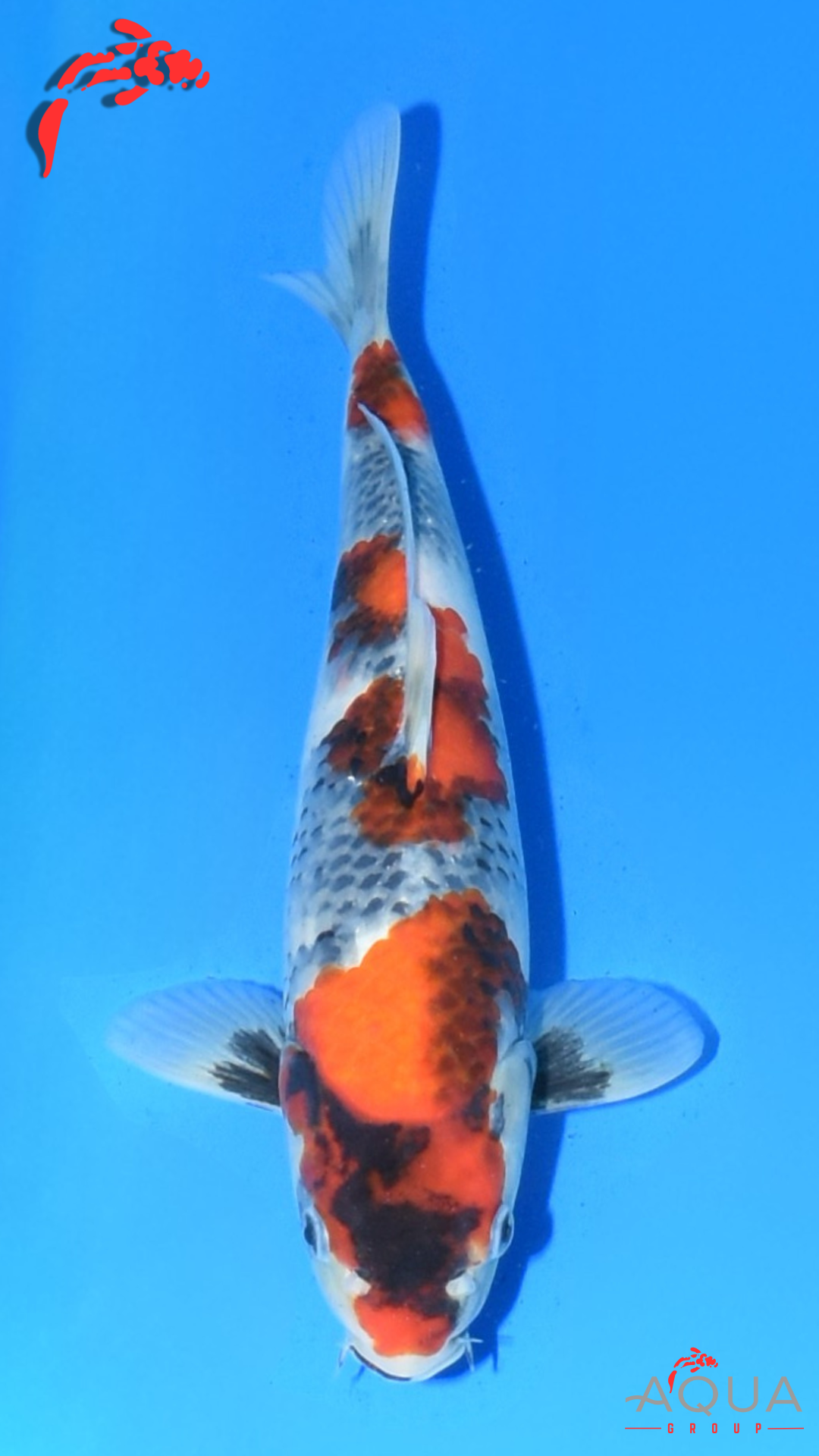 Showa - Suetsugu - Tosai - #03