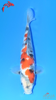 Showa - Suetsugu - Tosai - #04