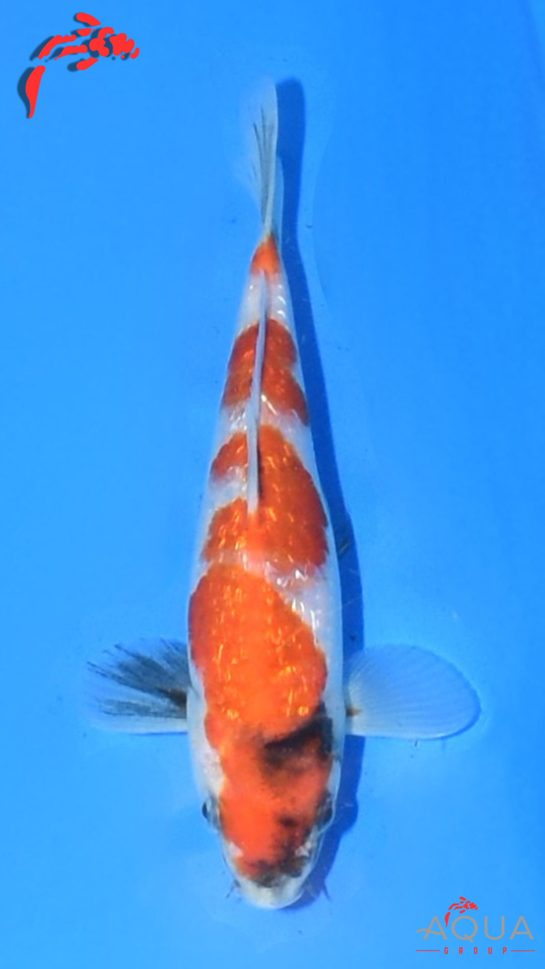 Gin Rin Showa - Suetsugu - Tosai - #01