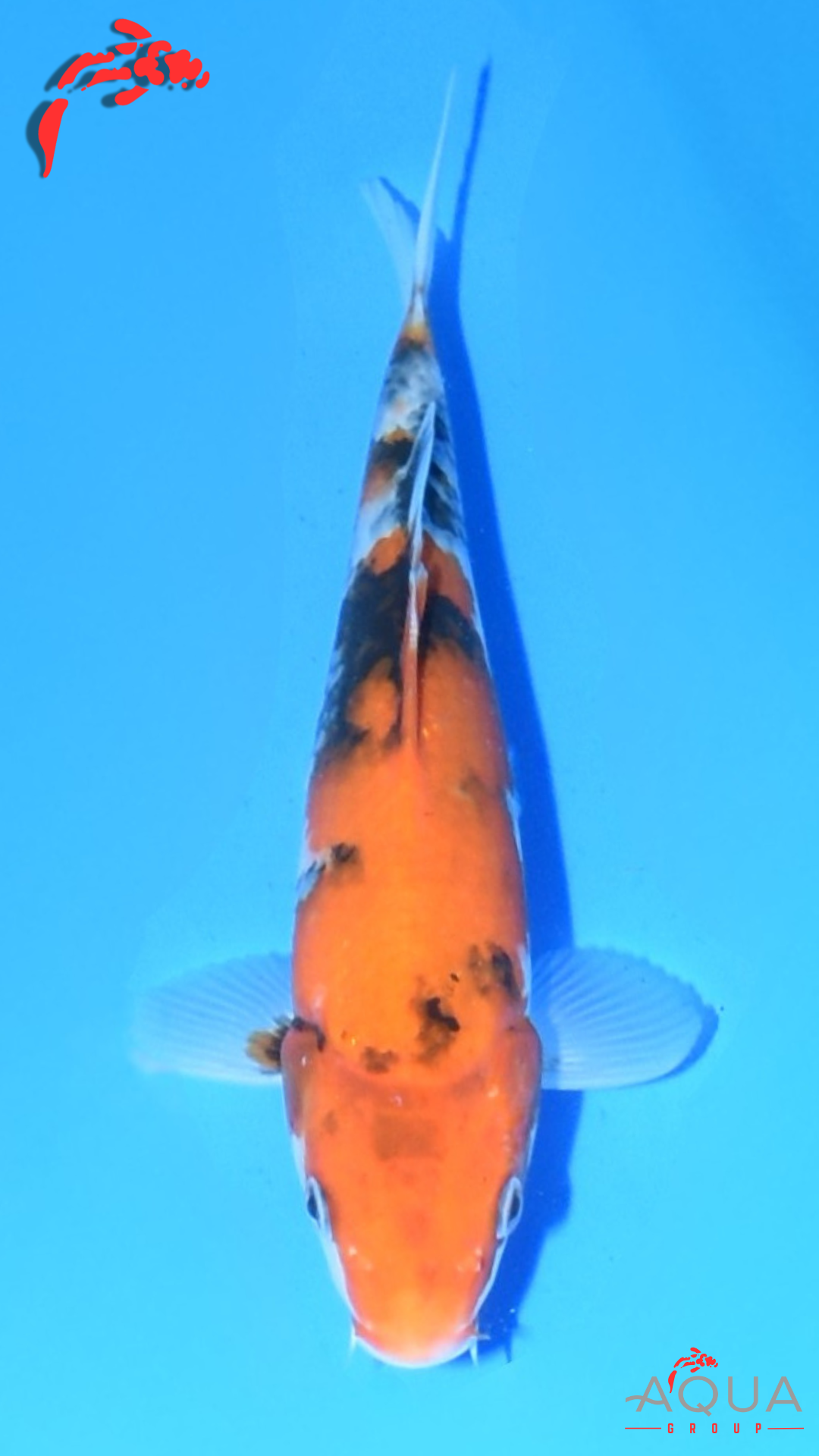 Showa - Marujyu - Tosai - #01