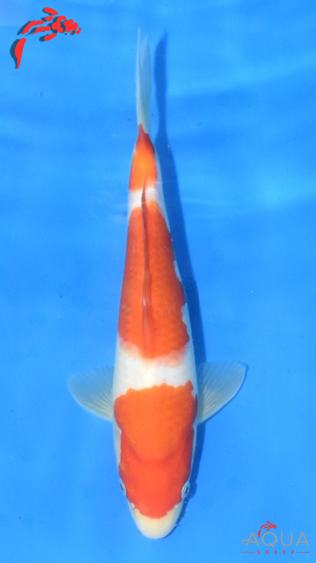 Kohaku - Maruchiku - Tosai - #38