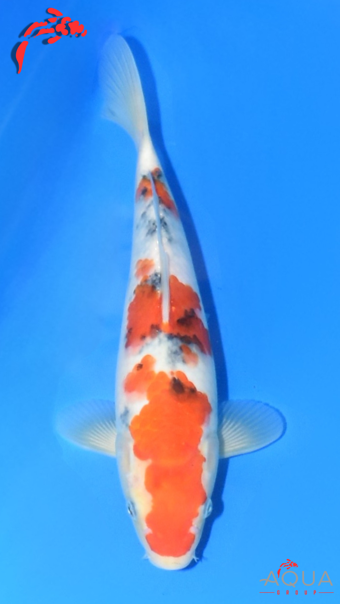 Sanke - Suetsugu - Tosai - #01