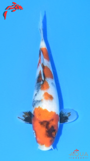 Showa - Marujyu - Tosai - #02