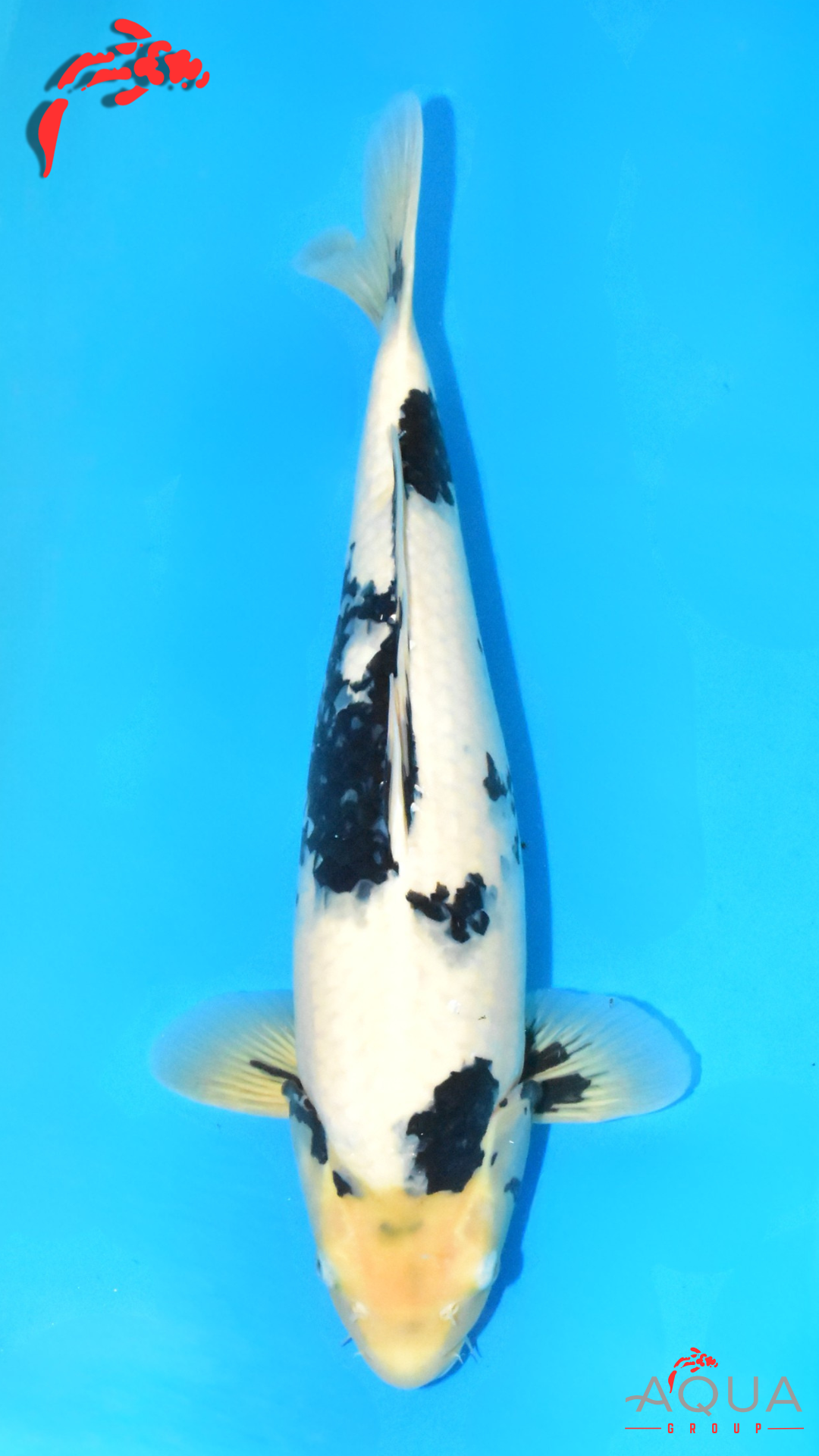 Shiro Utsuri - Omosako - Nisai #02