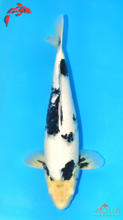 Shiro Utsuri - Omosako - Nisai #02