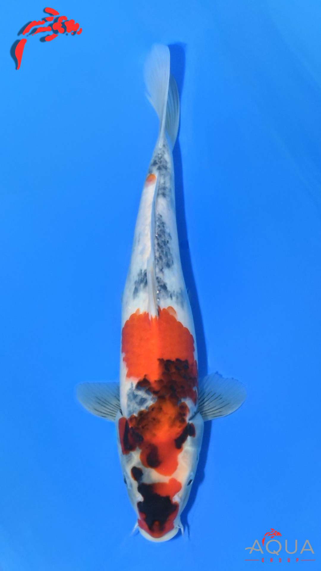 Showa - Ueno - Tosai #02