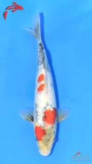 Showa - Ueno - Tosai #12