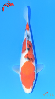 Sanke - Suetsugu - Tosai - #02