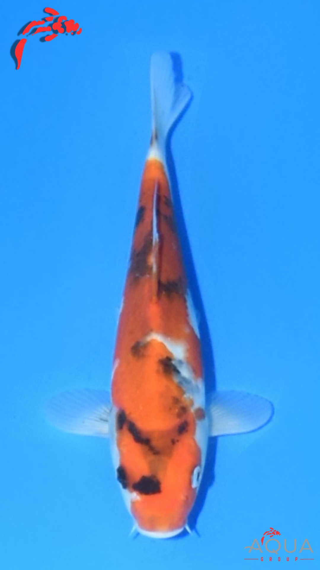 Showa - Marujyu - Tosai - #03