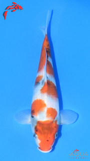 Showa - Marujyu - Tosai - #04