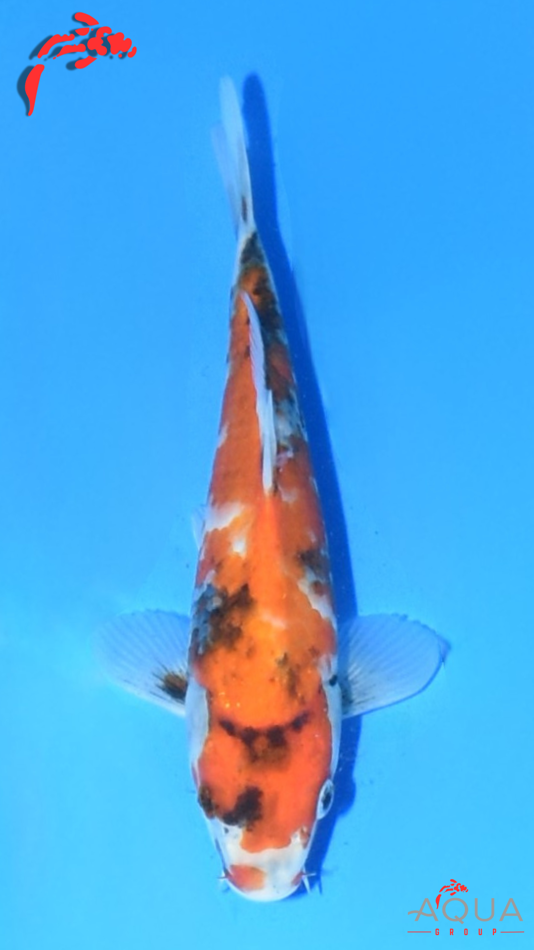 Showa - Marujyu - Tosai - #05