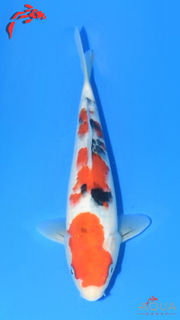 Sanke - Suetsugu - Tosai - #05