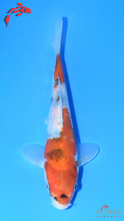 Showa - Marujyu - Tosai - #06