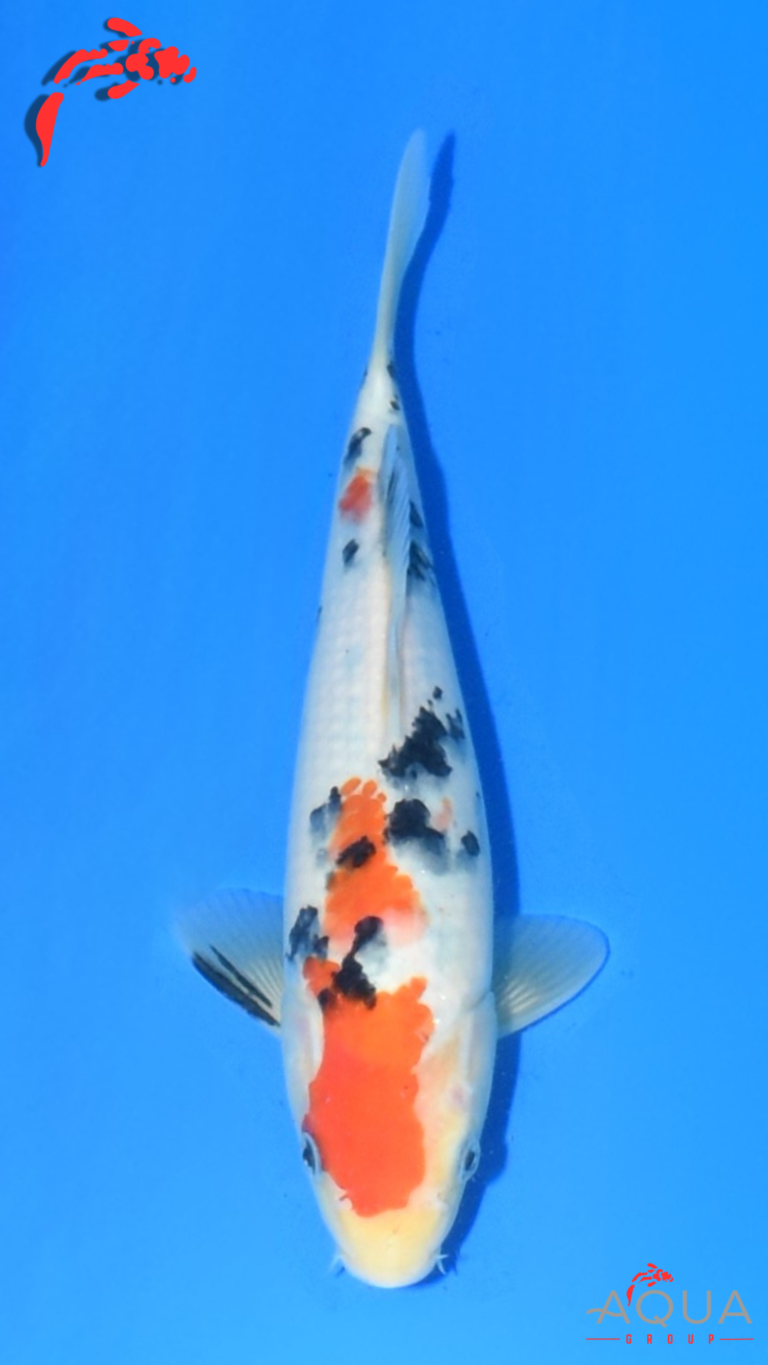 Sanke - Suetsugu - Tosai - #06