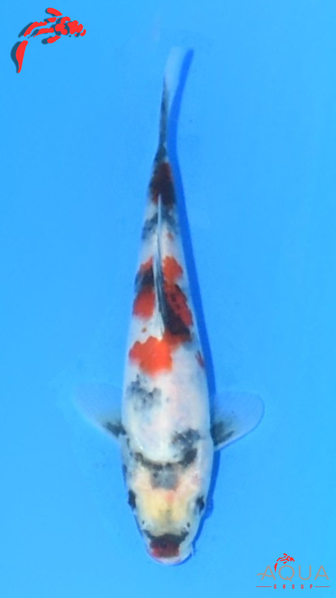 Showa - Marujyu - Tosai - #07