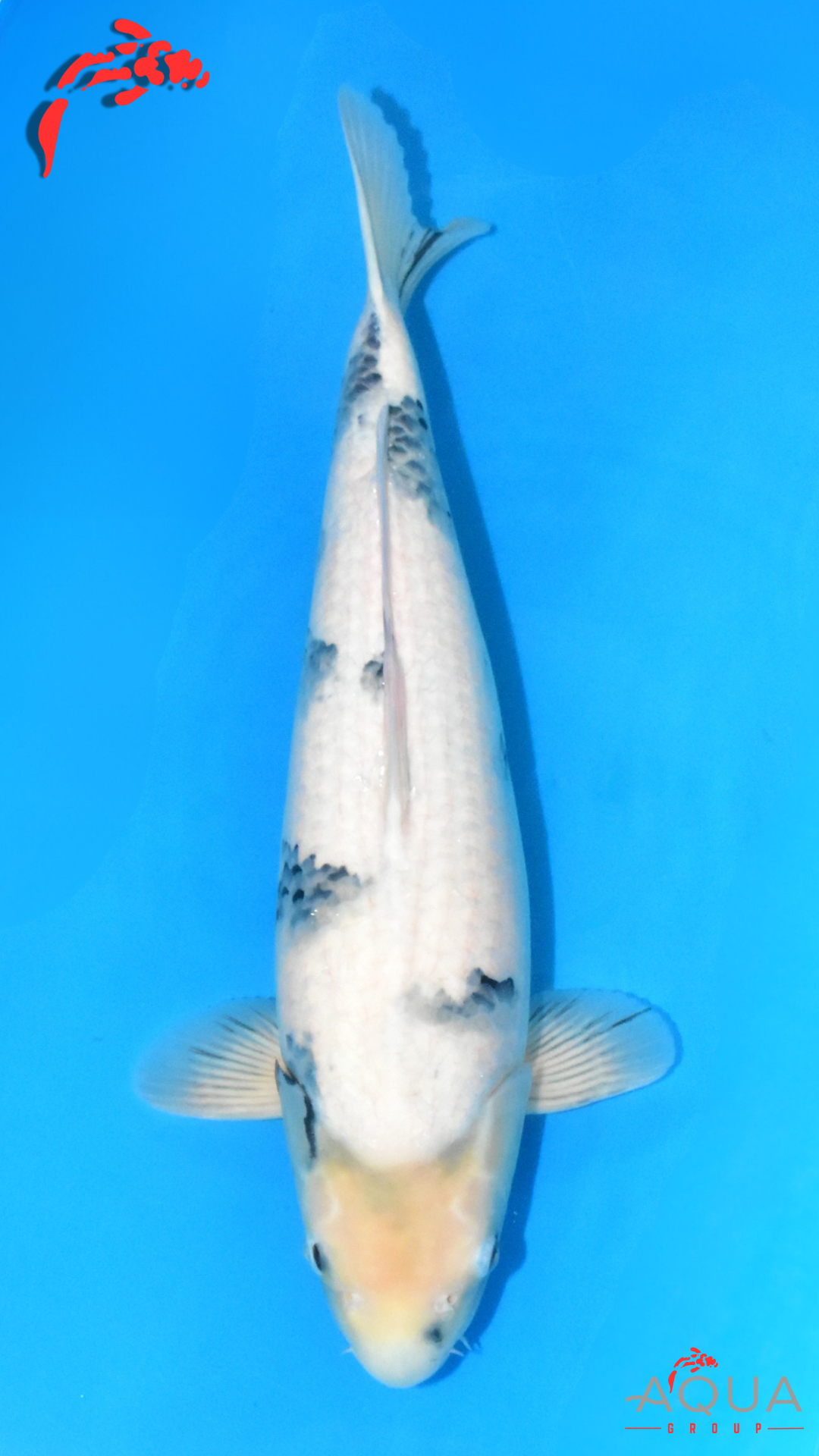 Shiro Utsuri - Omosako - Nisai #03