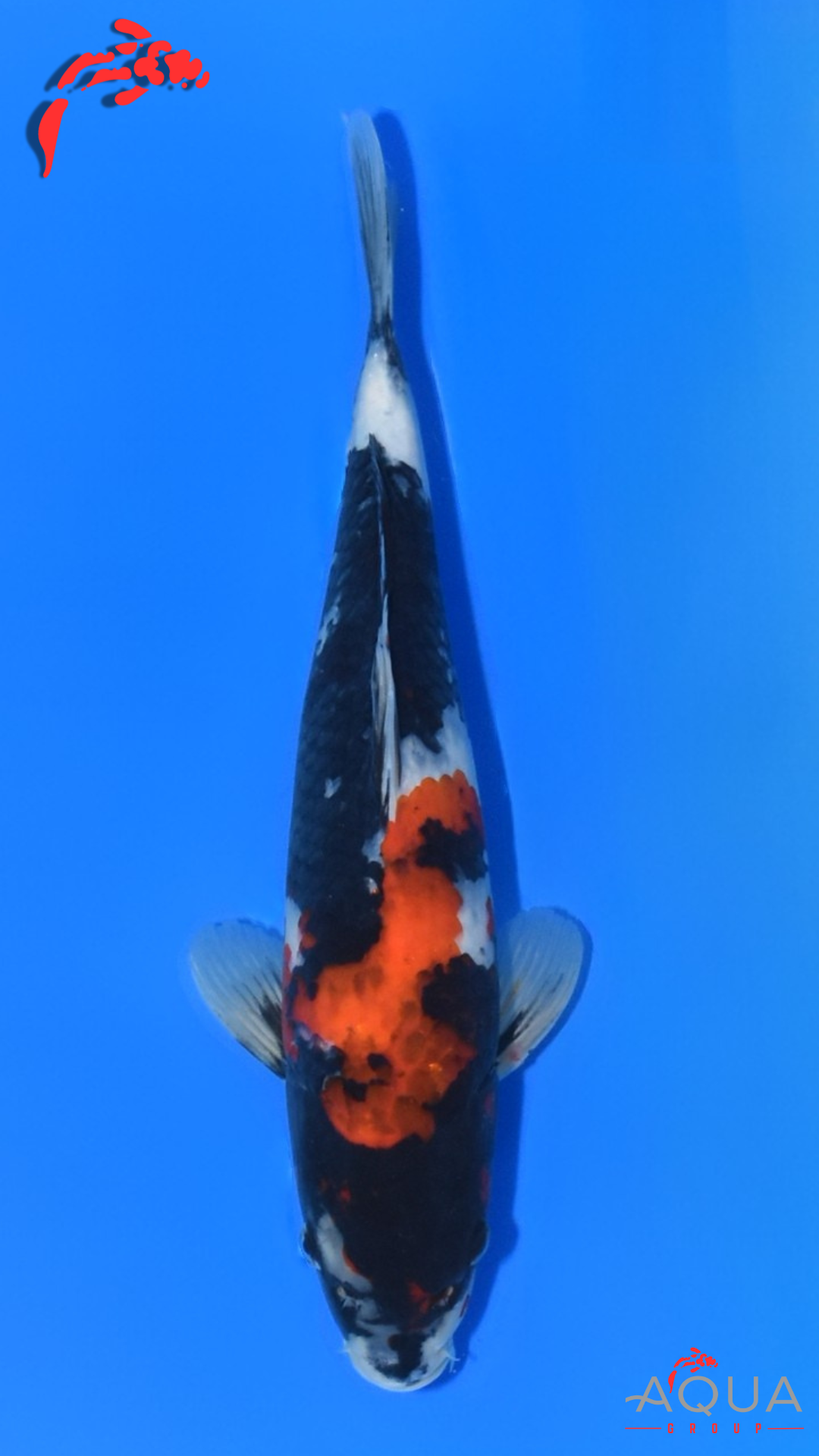 Showa - Ueno - Tosai #03