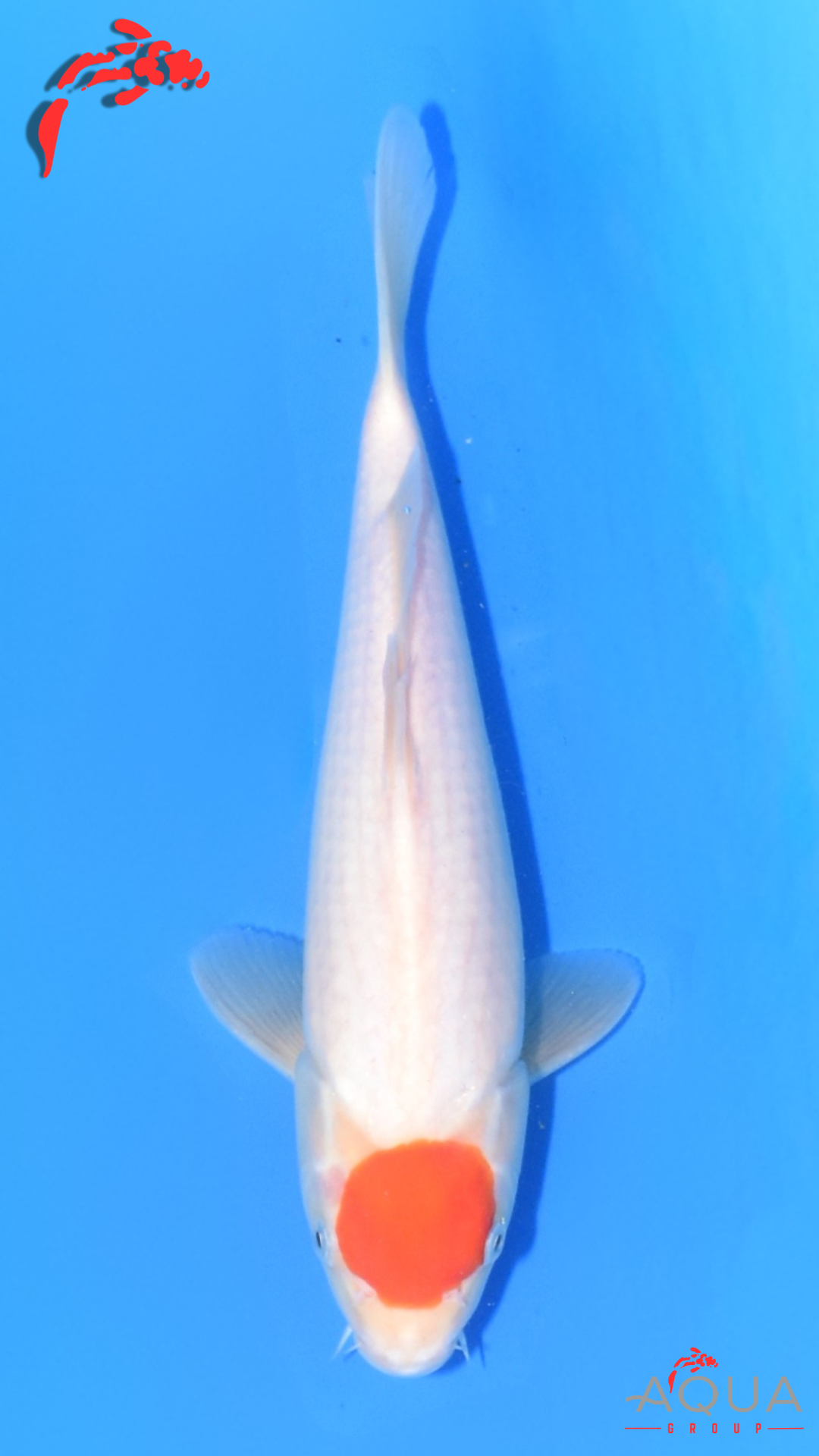 Tancho Kohaku - Hoshikin - Tosai