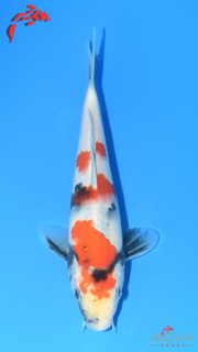 Showa - Marujyu - Tosai - #08