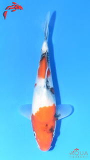 Showa - Marujyu - Tosai - #09